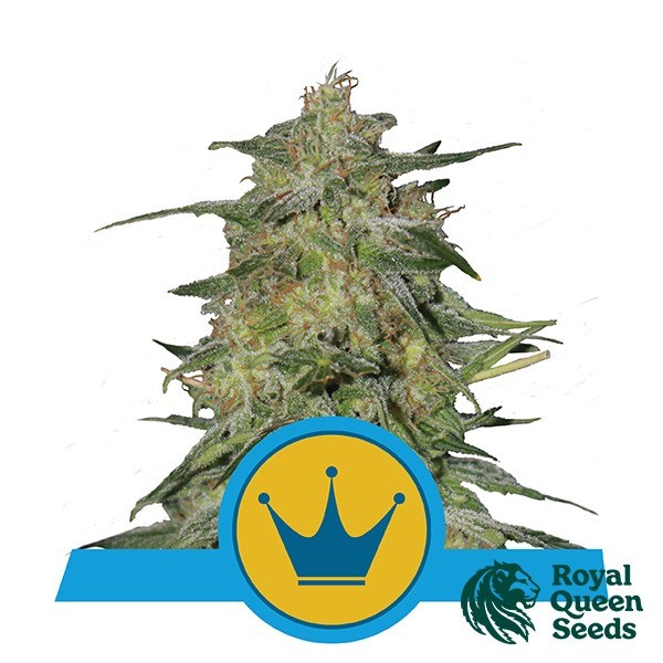 Royal Highness CBD de Royal Queen en GB Lleida