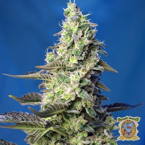 Green Poison XL Auto de Sweet Seeds en GB Lleida