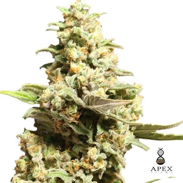 Critical X de Apex Seeds en GB Lleida