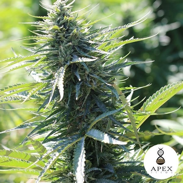 Kalashnikov 2.0 de Apex Seeds en GB Lleida