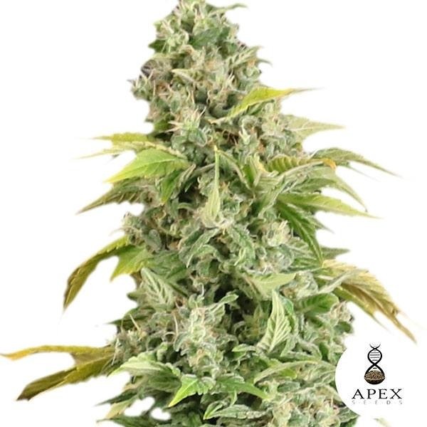 Arafa de Apex Seeds en GB Lleida