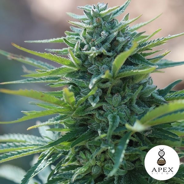 X-Kunk de Apex Seeds en GB Lleida