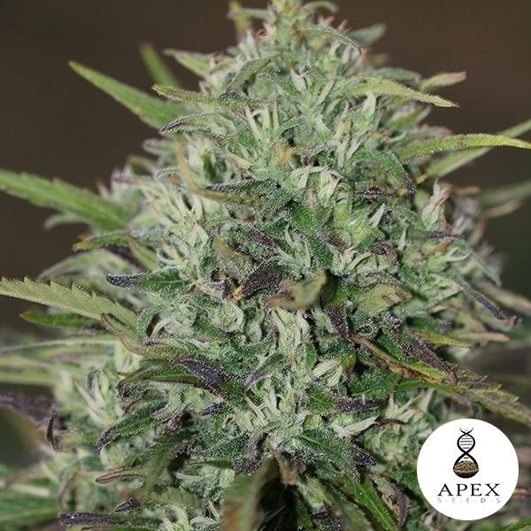 Insomnia de Apex Seeds en GB Lleida