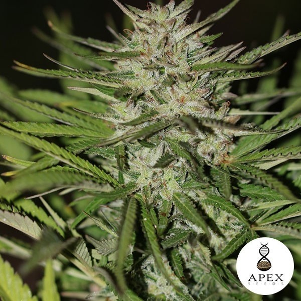 Auto Critical XXL de Apex Seeds en GB Lleida