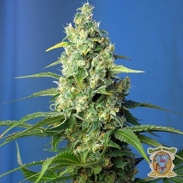 Honey Peach Auto CBD