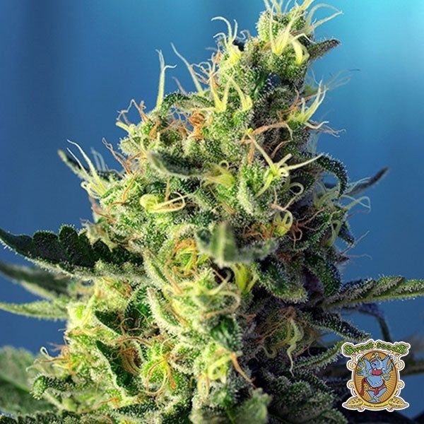 Sweet Pure CBD de Sweet Seeds en GB Lleida