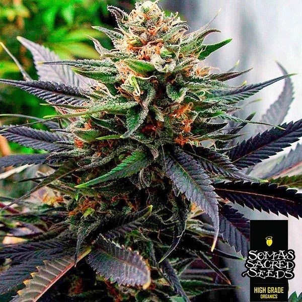 Lavender Soma Seeds en GB Lleida