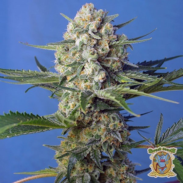 Crystal Candy F1 Fast Version® de Sweet Seeds en GB Lleida