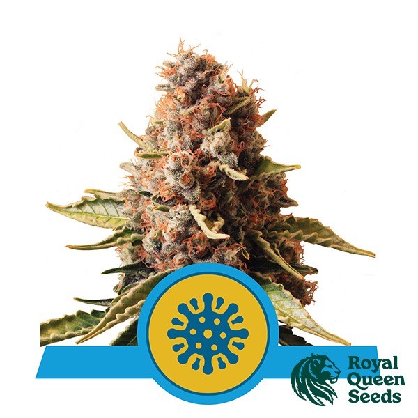 Euphoria CBD de Royal Queen en GB Lleida