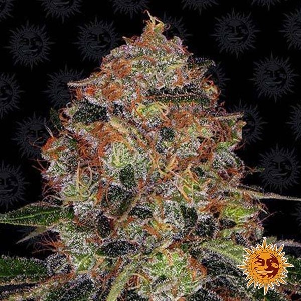 Shiskaberry de Barney's Farm en GB Lleida