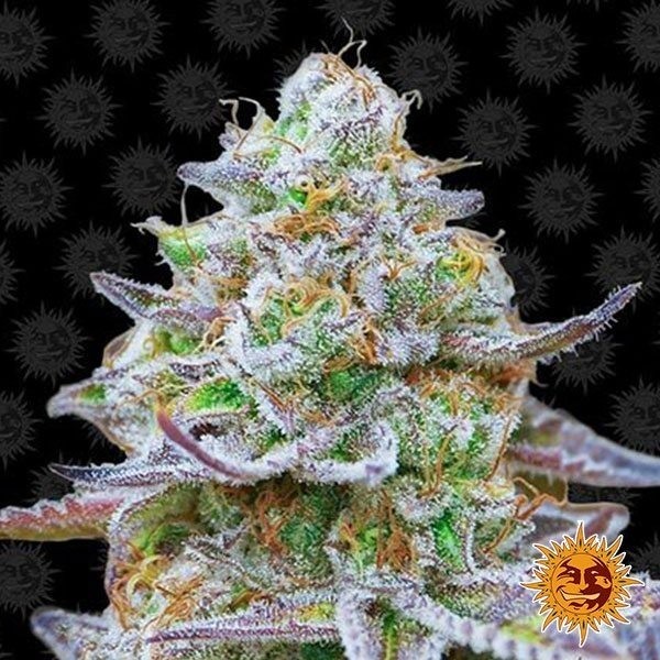 Gorilla Zkittlez de Barney's Farm en GB Lleida