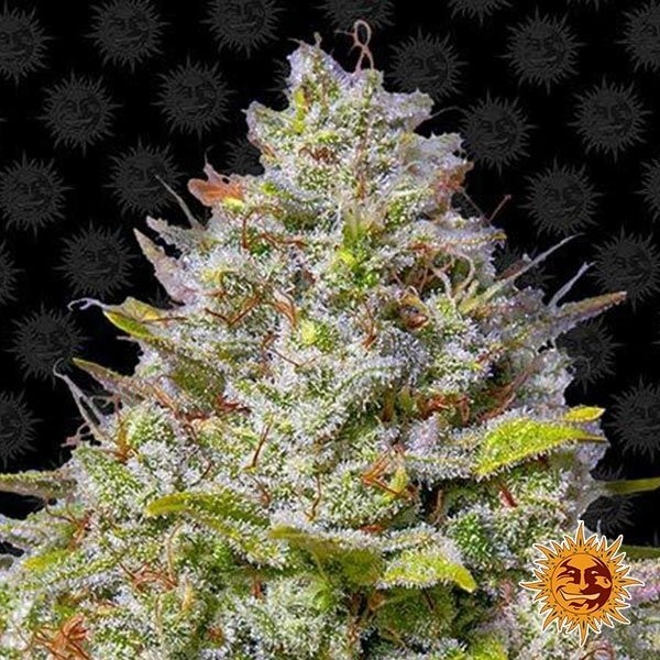 Blue Gelato 41