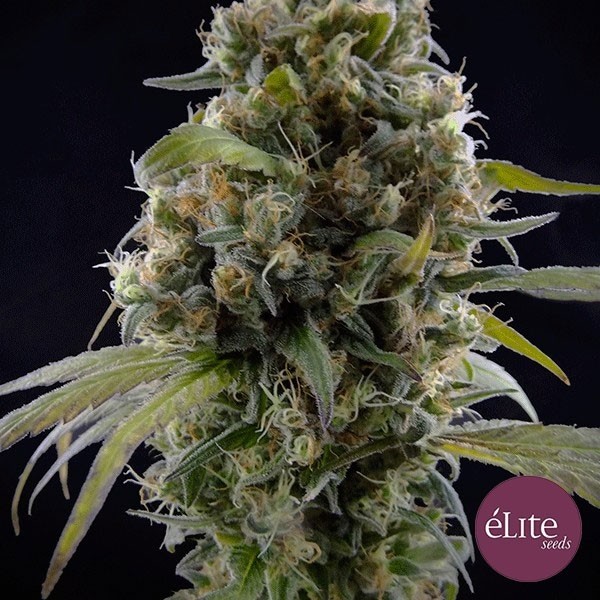 Solodiol CBD de Elite Seeds en GB Lleida