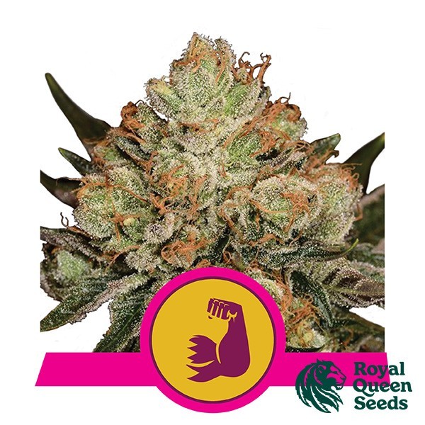 Hulkberry de Royal Queen en GB Lleida