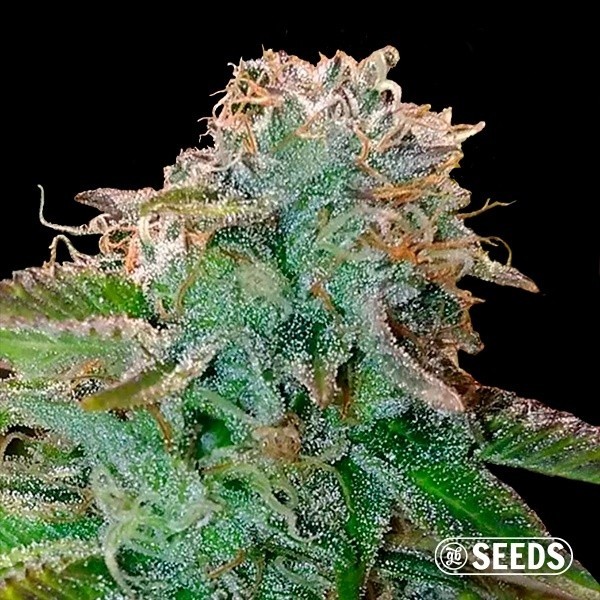 Bruce Banner Feminizada a Granel de GB Seeds en GB Lleida