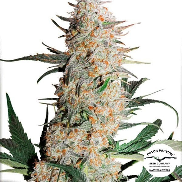 Critical Orange Punch de Dutch Passion en GB Lleida