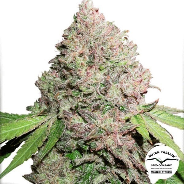 Dutch Passion