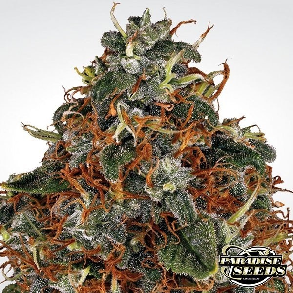 Space Cookies de Paradise Seeds en GB Lleida