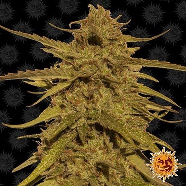 Pineapple Haze Regular de Barney's Farm en GB Lleida
