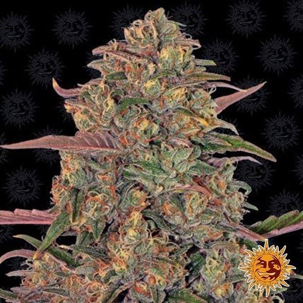 Pineapple Chunk de Barney's Farm en GB Lleida