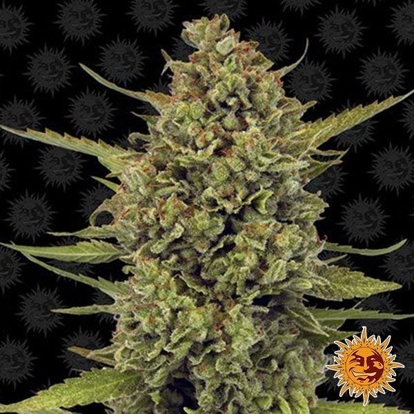 Acapulco Gold - Barney's Farms de Barney's Farm en GB Lleida