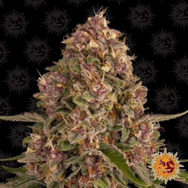 Pink Kush de Barney's Farm en GB Lleida