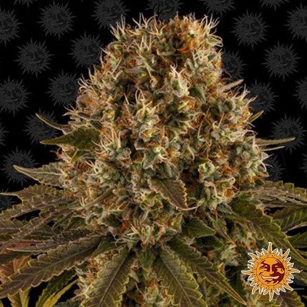 Strawberry Lemonade de Barney's Farm en GB Lleida