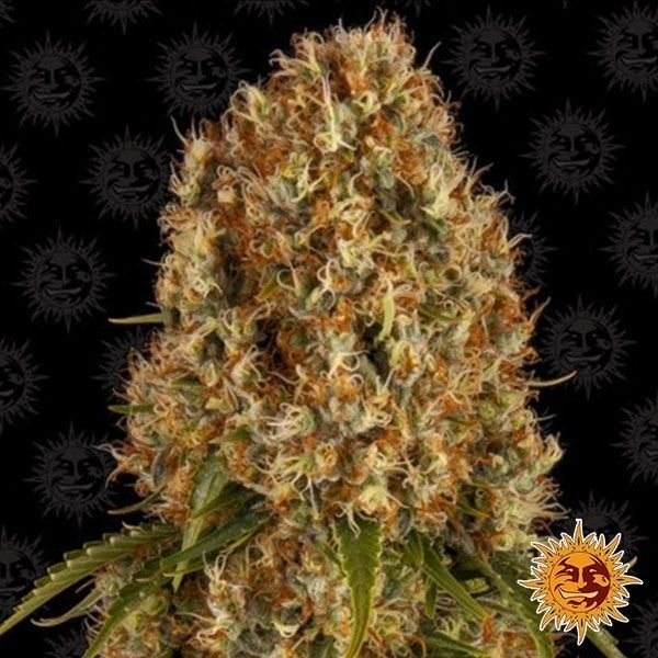Orange Sherbert de Barney's Farm en GB Lleida