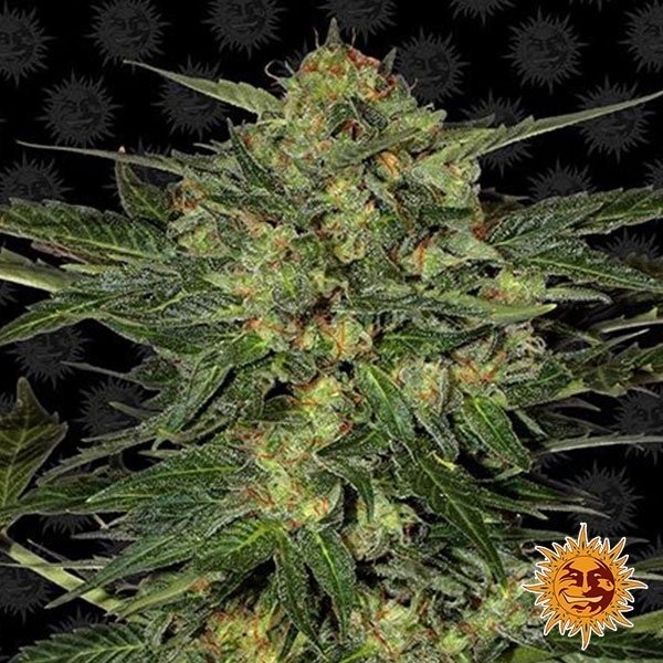 LSD de Barney's Farm en GB Lleida