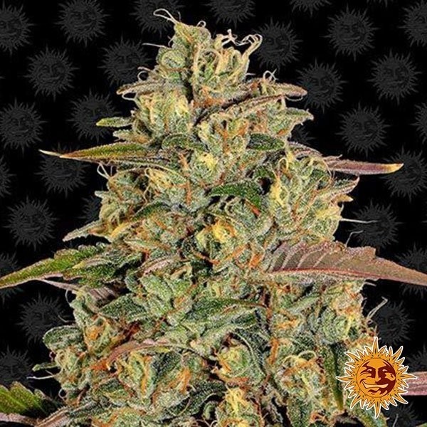 Amnesia Lemon de Barney's Farm en GB Lleida