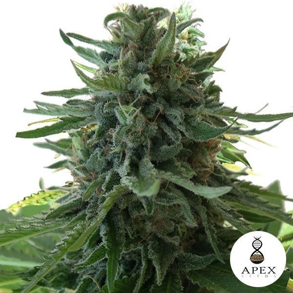 Alaska's Flavor de Apex Seeds en GB Lleida