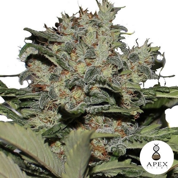 Chunky Cookies de Apex Seeds en GB Lleida