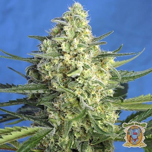 Jack 47 XL Auto de Sweet Seeds en GB Lleida