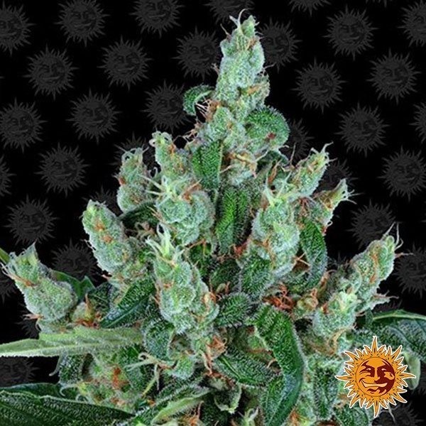 Laughing Buddha de Barney's Farm en GB Lleida
