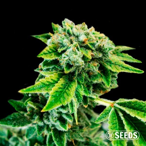 Auto Gorilla XXL de GB Seeds en GB Lleida