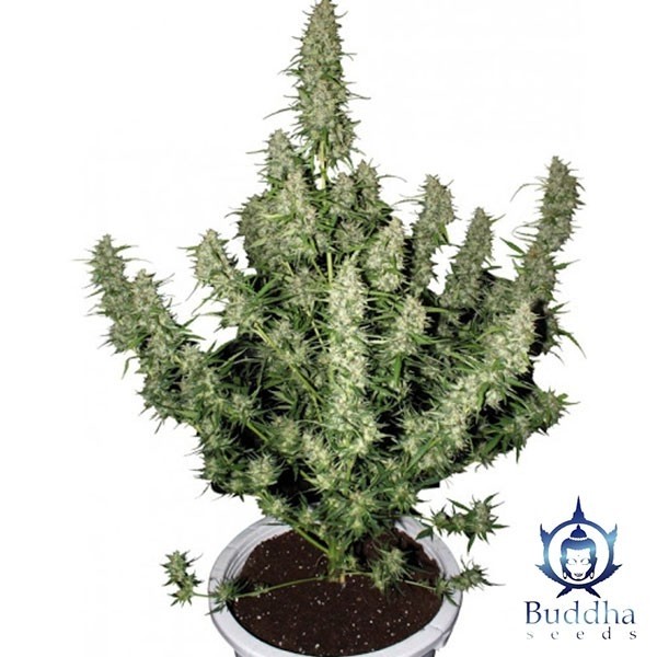 Magnum Auto de Buddha Seeds en GB Lleida