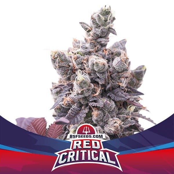 Red Critical Auto de BSF Seeds en GB Lleida