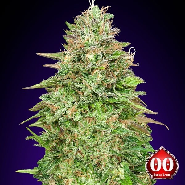 Critical Poison Fast de 00 Seeds en GB Lleida