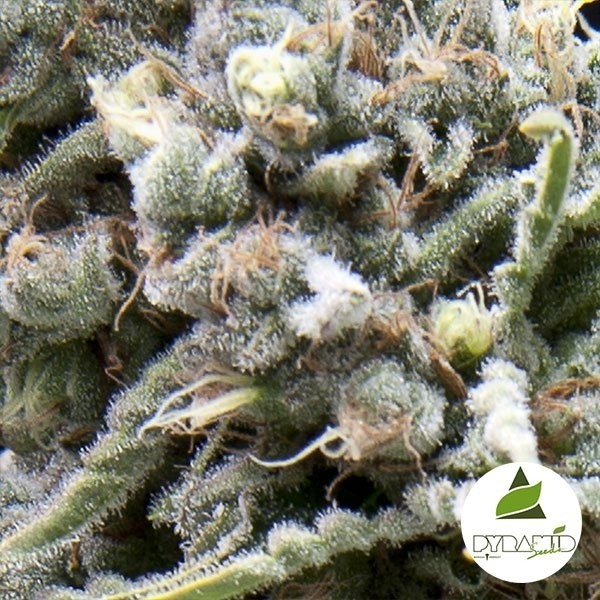 White Widow CBD de 00 Seeds en GB Lleida