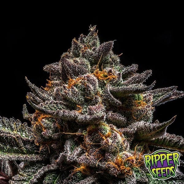 Brain Cake de Ripper Seeds en GB Lleida
