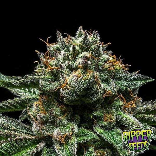 Chempie de Ripper Seeds en GB Lleida