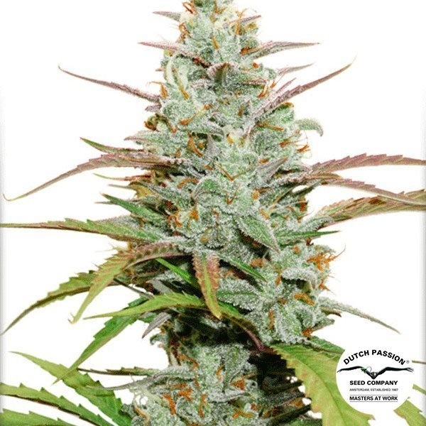 Mokum's Tulip de Dutch Passion en GB Lleida