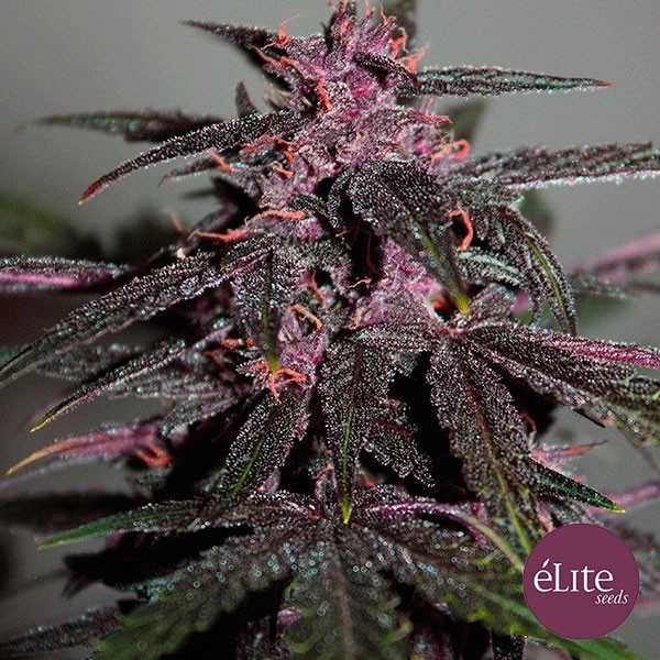 Purplediol Auto CBD de Elite Seeds en GB Lleida