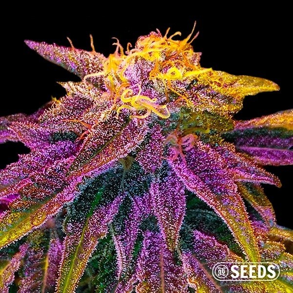 Auto Original GB XXL de GB Seeds en GB Lleida