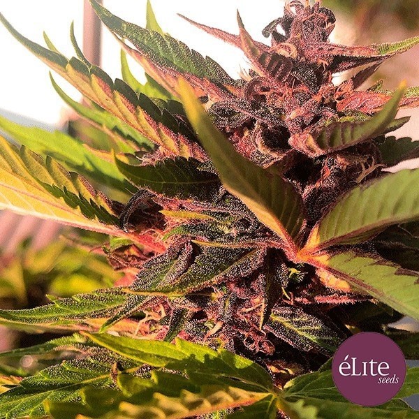 Dark Rose Auto CBD de Elite Seeds en GB Lleida