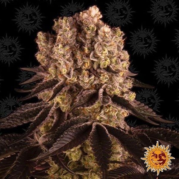 Purple Punch de Barney's Farm en GB Lleida
