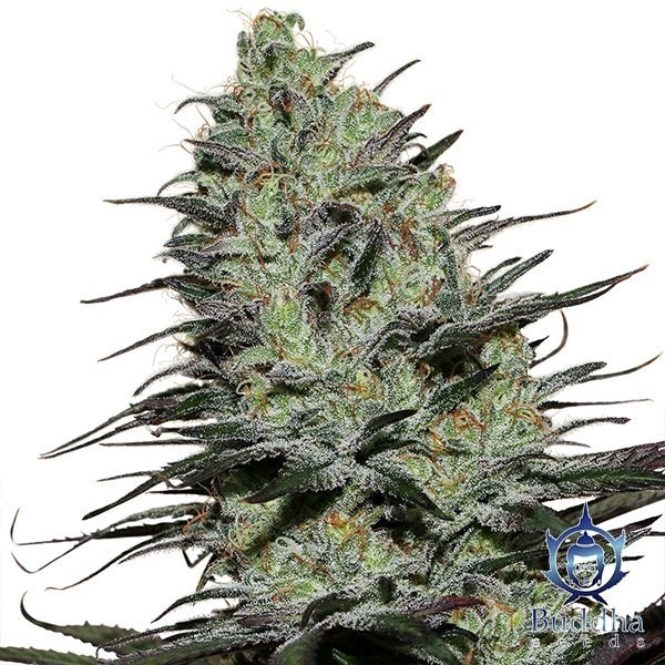 Morpheus de Buddha Seeds en GB Lleida