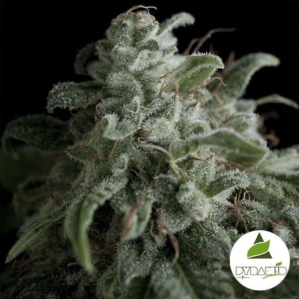 Nefertiti de Pyramid Seeds en GB Lleida