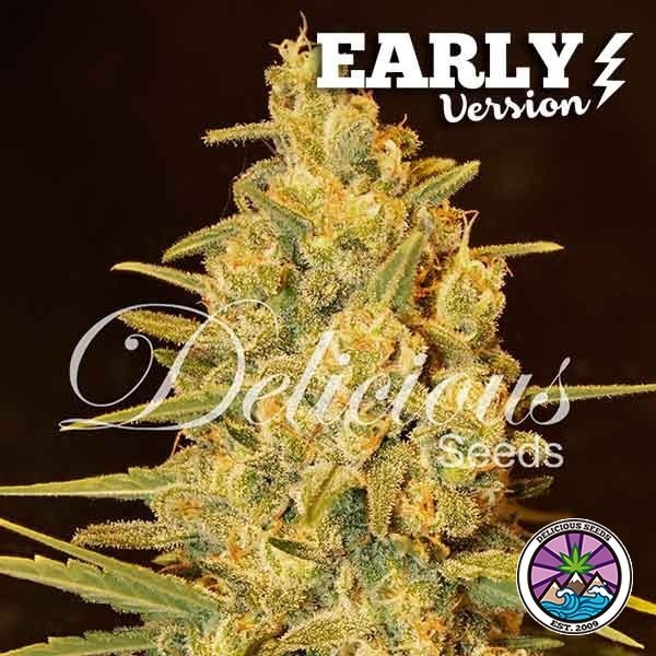 Critical Sensi Star Early Version de Delicious Seeds en GB Lleida
