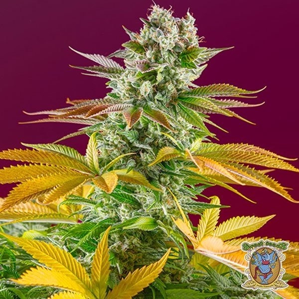 Gorilla Girl F1 Fast Version® de Sweet Seeds en GB Lleida